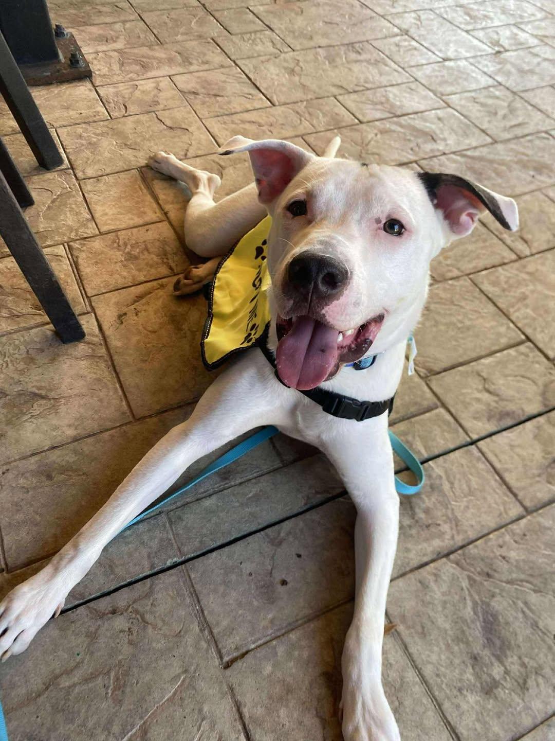 Aerosmith, a Adoptable mixed breed in Bahama, NC image 1/5