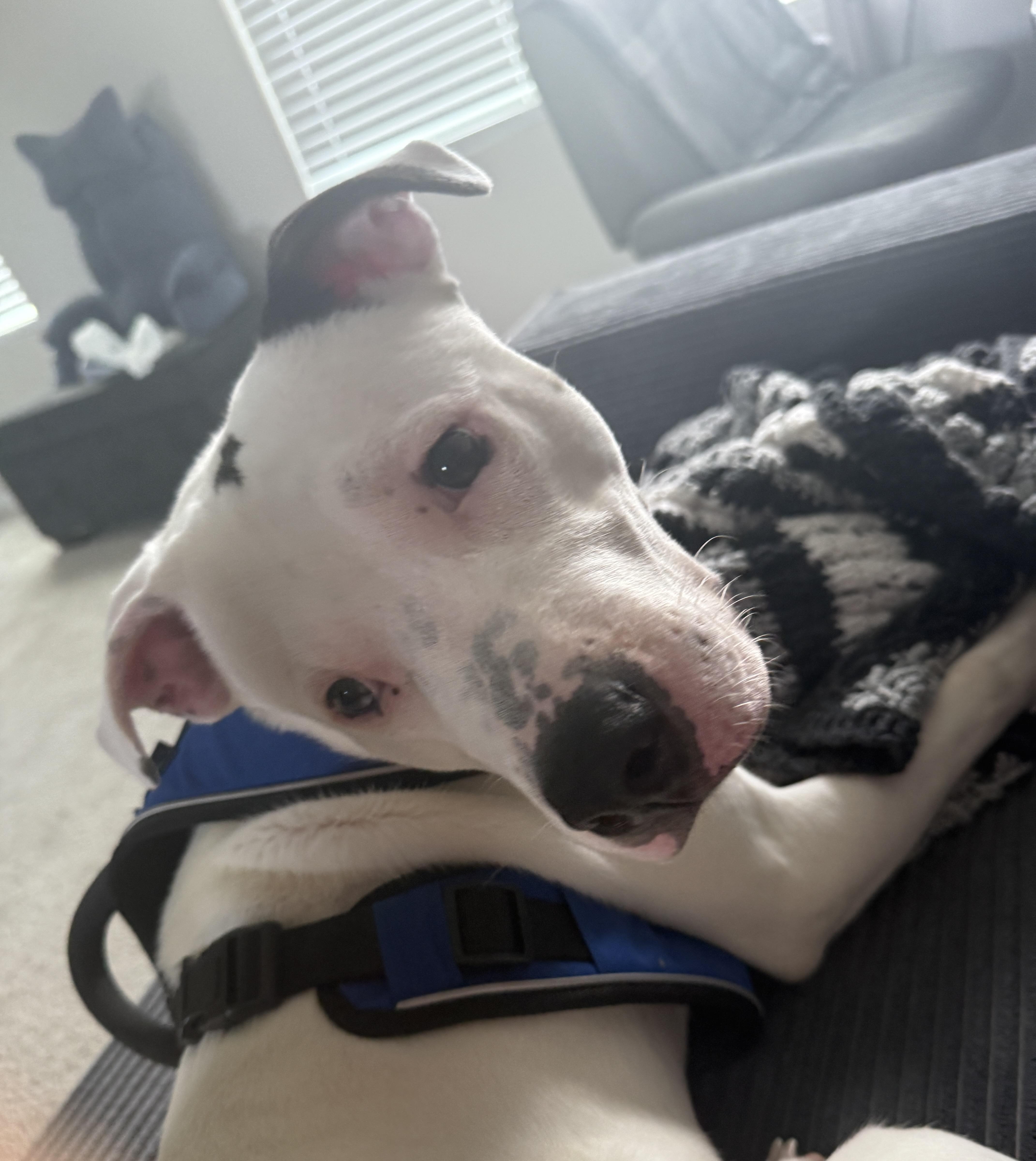 Aerosmith, a Adoptable mixed breed in Bahama, NC image 4/5