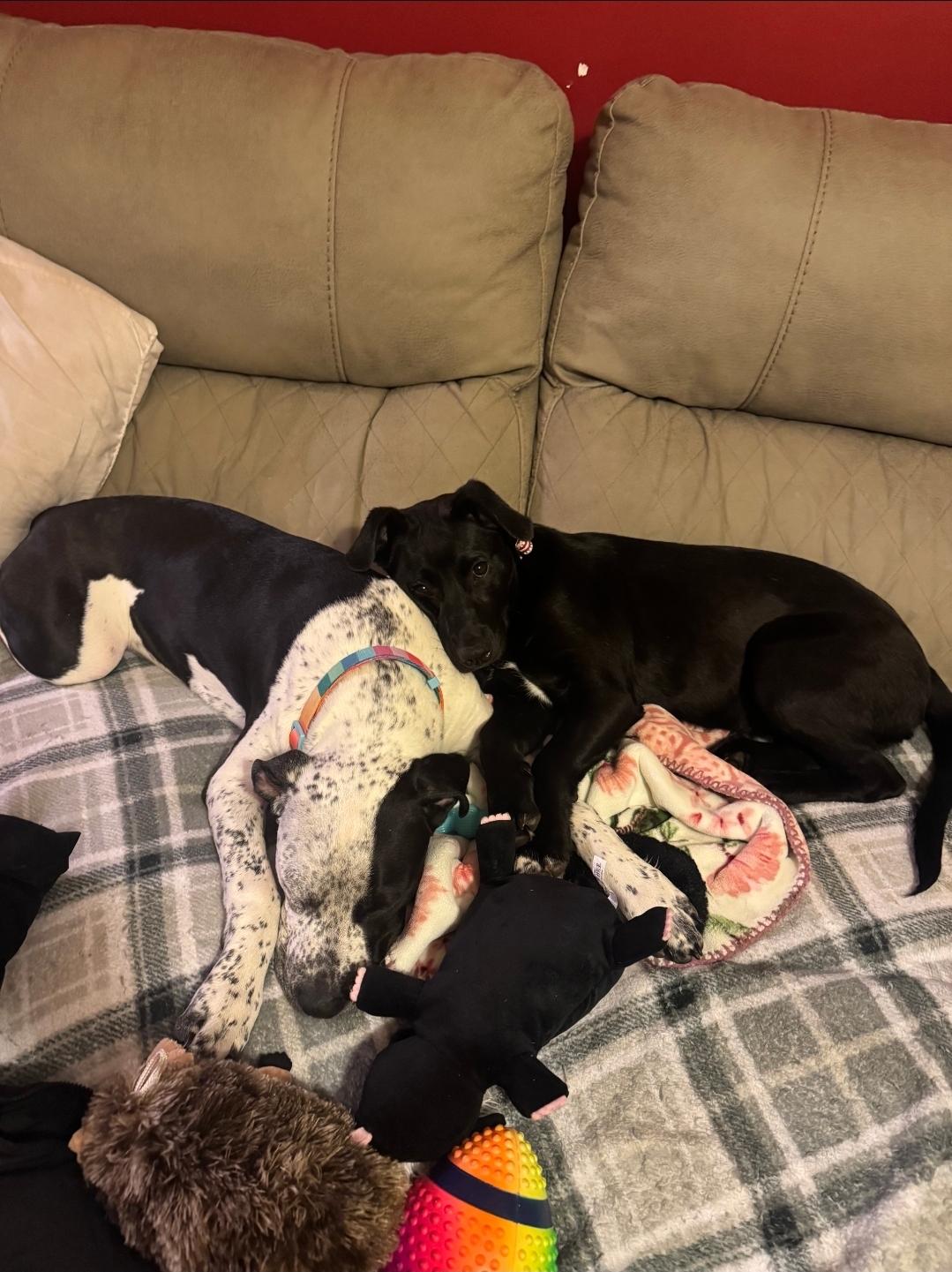 Enlarge Delilah , a ADOPTABLE mixed breed in Plattsmouth, NE image 4/4