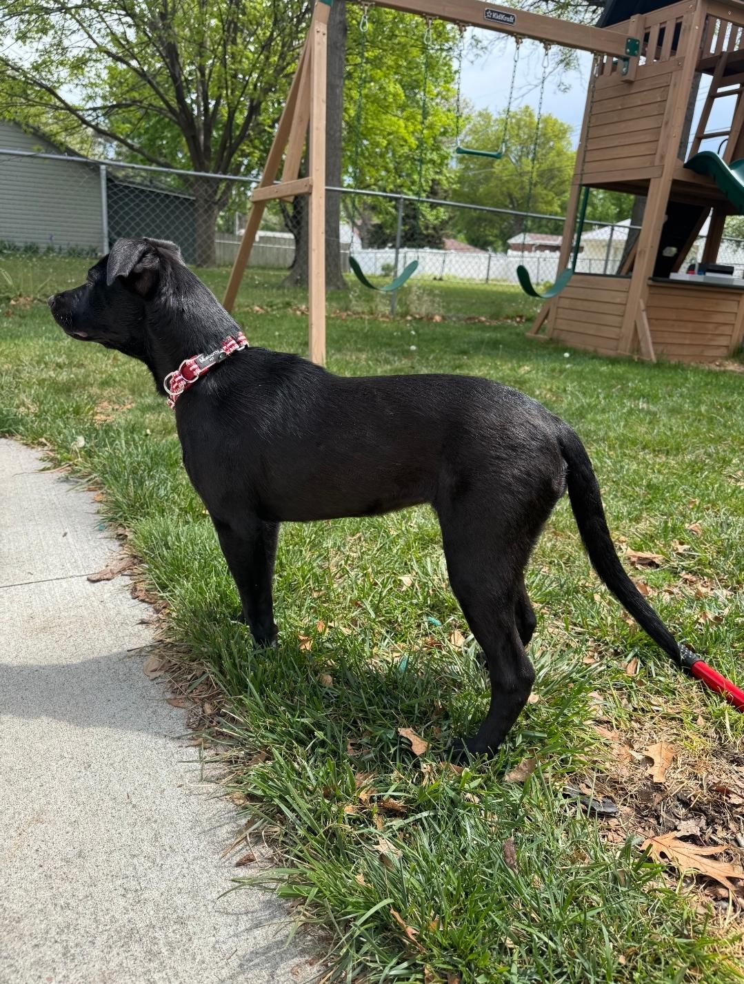 Enlarge Delilah , a ADOPTABLE mixed breed in Plattsmouth, NE image 2/4