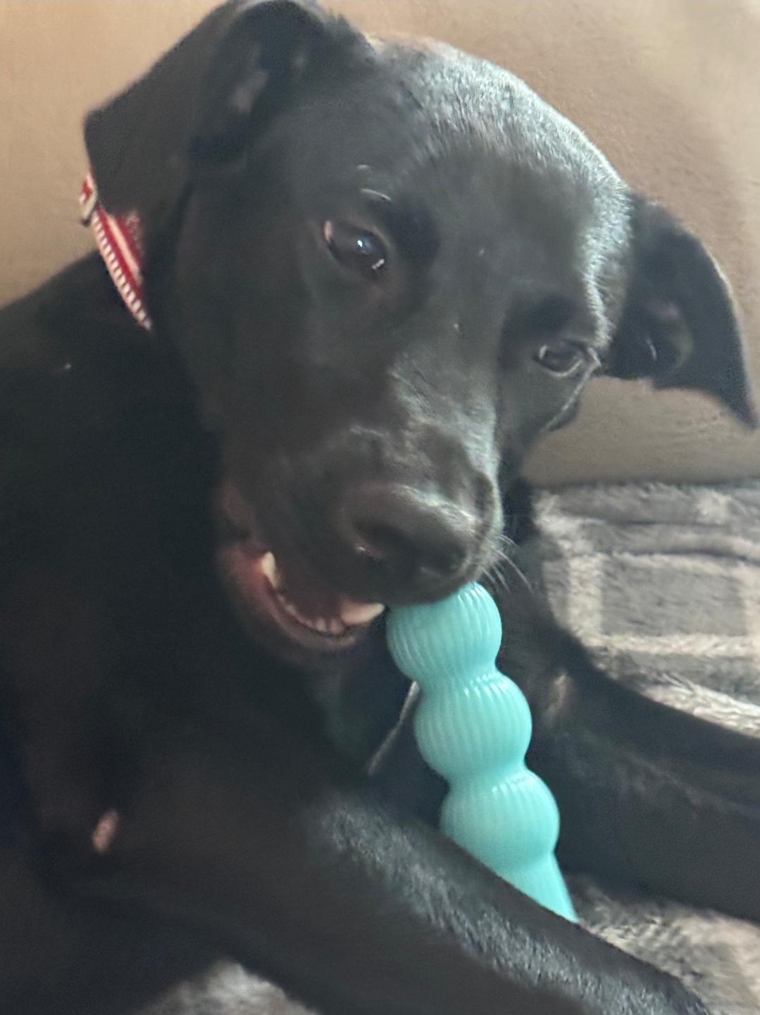 Delilah , ADOPTABLE, Puppy Female Black Labrador Retriever.