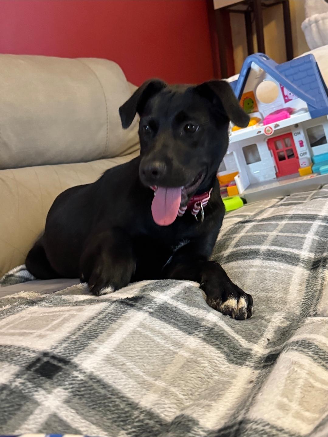 Enlarge Delilah , a ADOPTABLE mixed breed in Plattsmouth, NE image 3/4