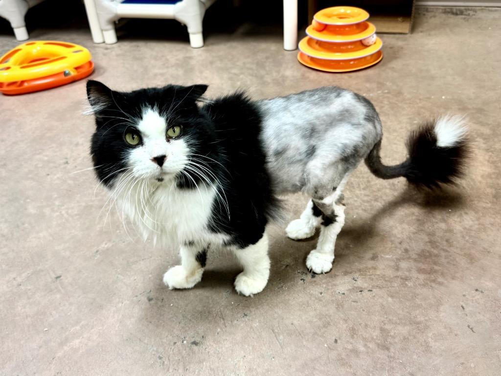 Kilkenny, Adoptable, Senior Male Domestic Long Hair.