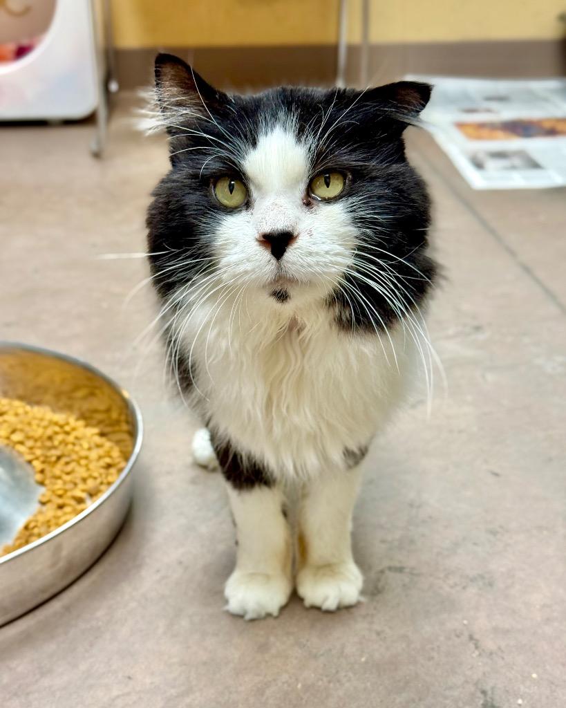 Enlarge Kilkenny, a Adoptable mixed breed in Cincinnati, OH image 5/6