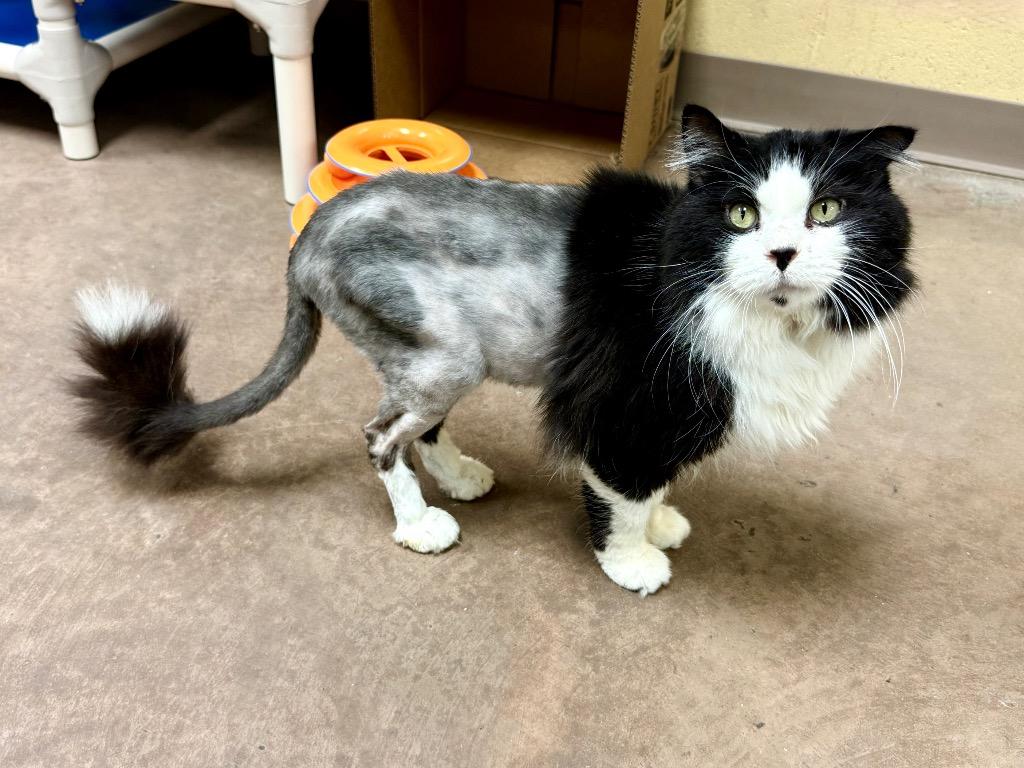Enlarge Kilkenny, a Adoptable mixed breed in Cincinnati, OH image 6/6
