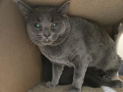 Kyler Barn cat OF112