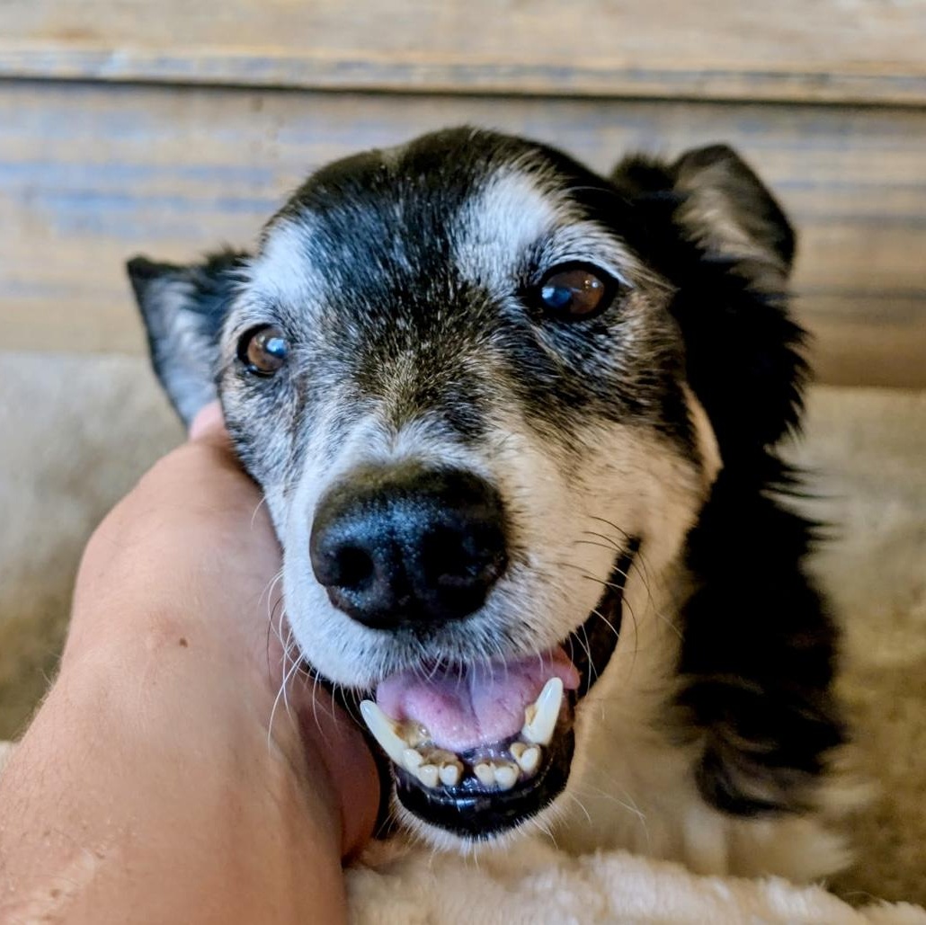 Enlarge Hugo in Colorado, a Adoptable mixed breed in Boulder, CO image 3/6
