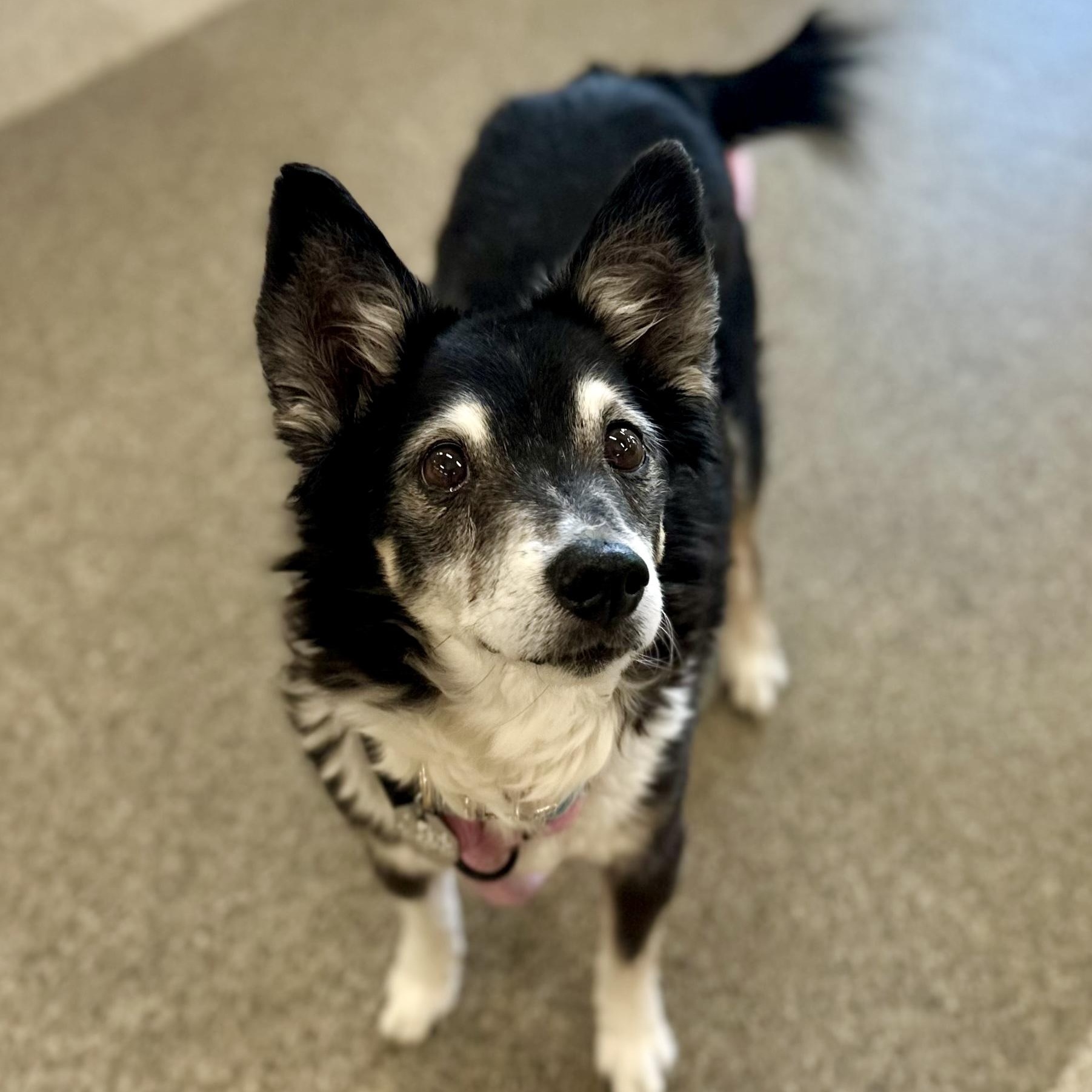 Enlarge Hugo in Colorado, a Adoptable mixed breed in Boulder, CO image 6/6