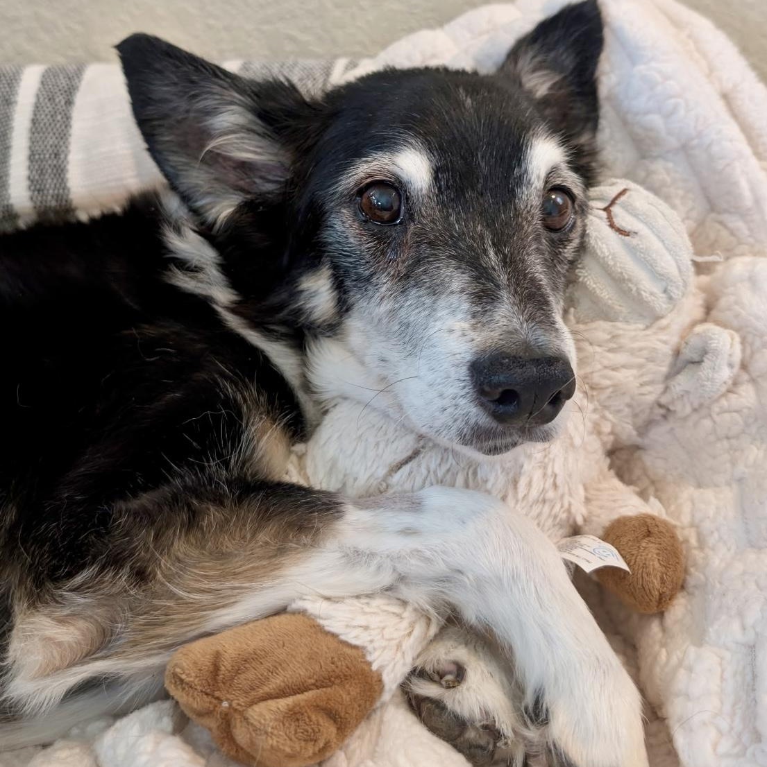Enlarge Hugo in Colorado, a Adoptable mixed breed in Boulder, CO image 5/6