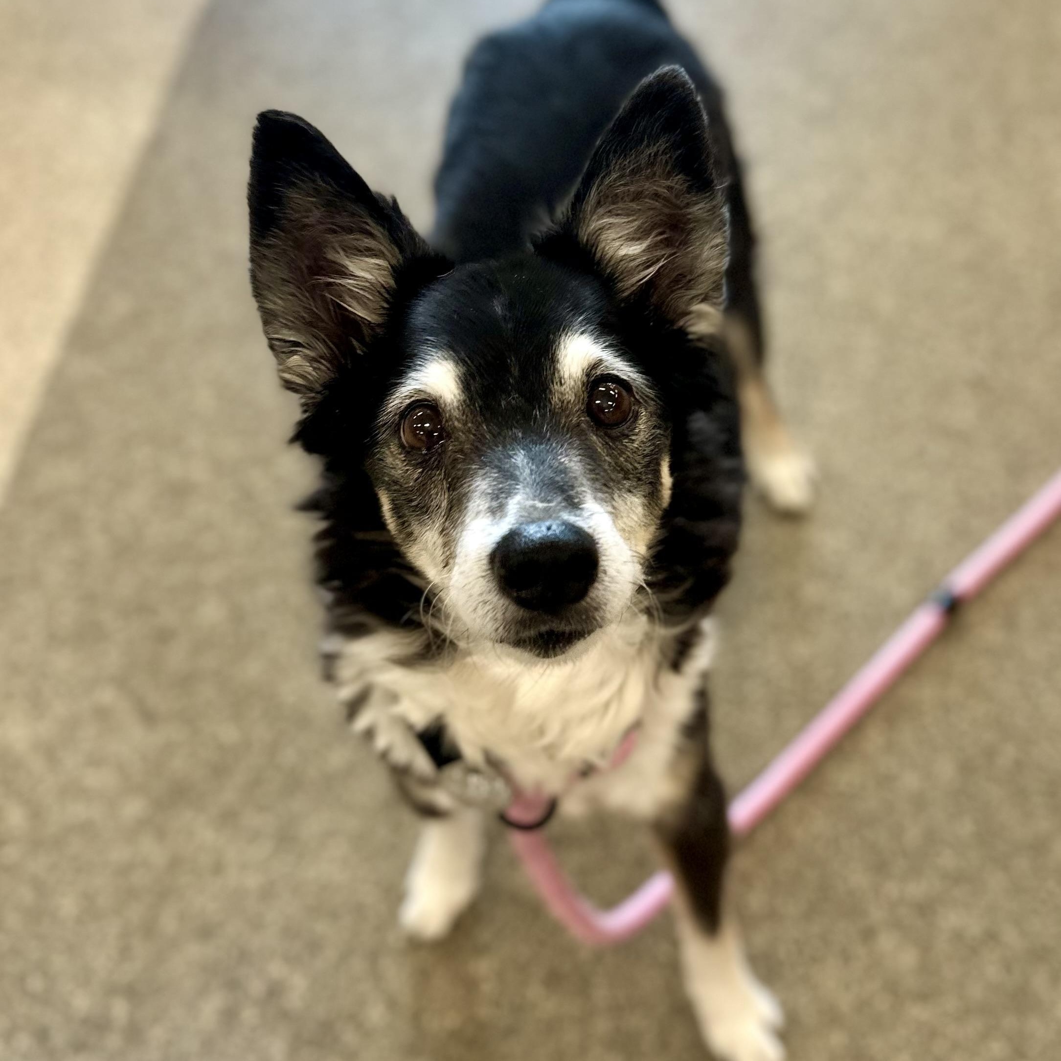 Enlarge Hugo in Colorado, a Adoptable mixed breed in Boulder, CO image 1/6