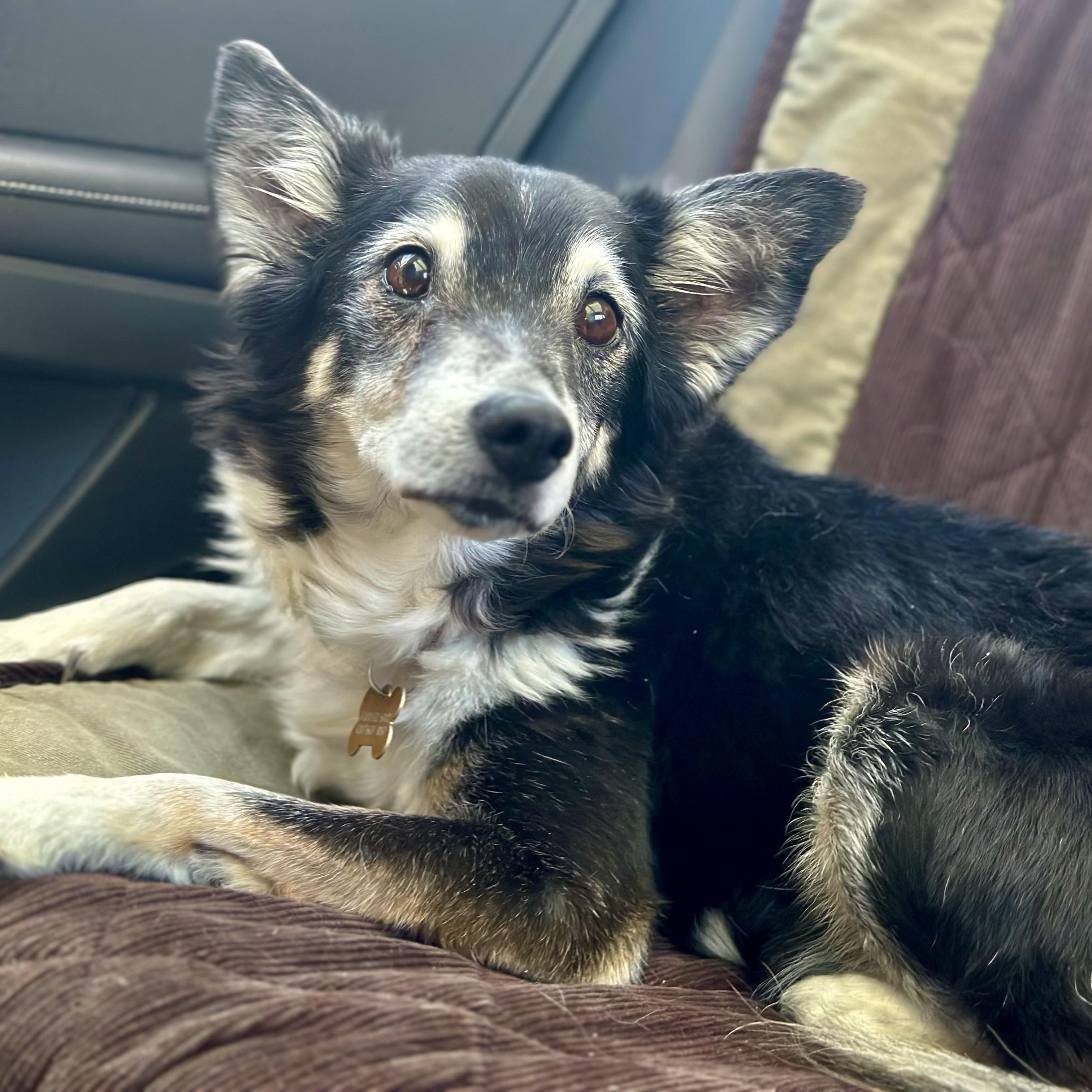 Enlarge Hugo in Colorado, a Adoptable mixed breed in Boulder, CO image 2/6