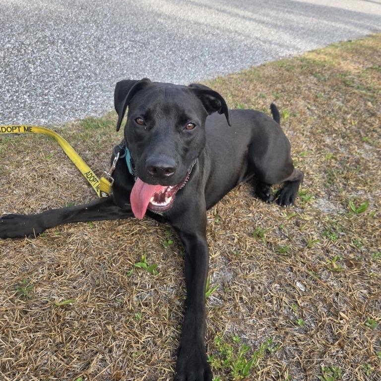 Gruber, Adoptable, Adult Male Labrador Retriever.