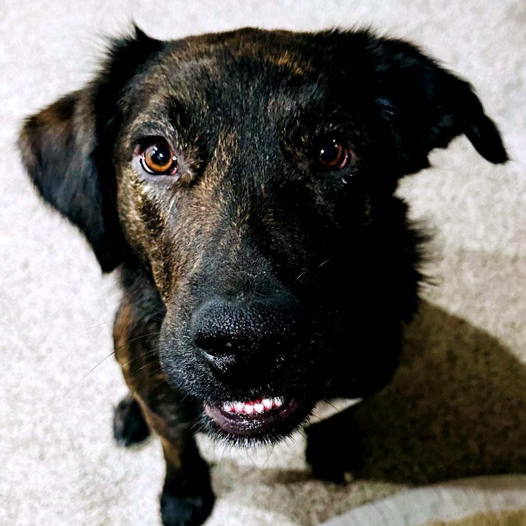 Enlarge Chesney, a Adoptable mixed breed in Wichita, KS image 2/4