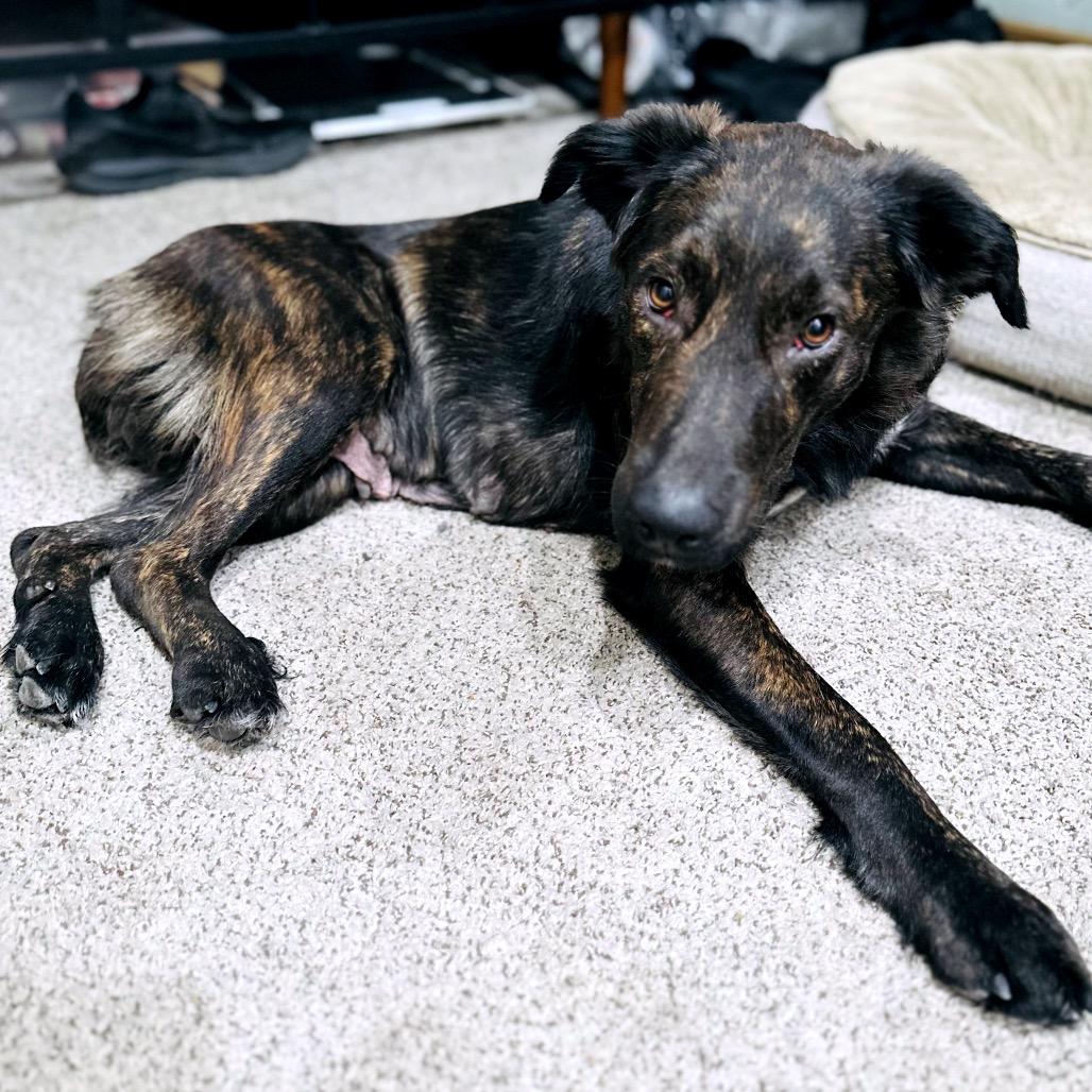 Enlarge Chesney, a Adoptable mixed breed in Wichita, KS image 3/4