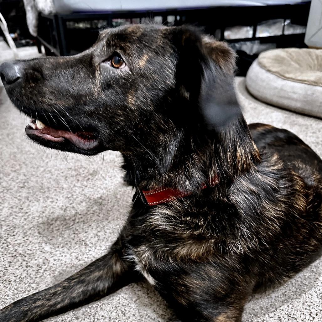 Enlarge Chesney, a Adoptable mixed breed in Wichita, KS image 4/4