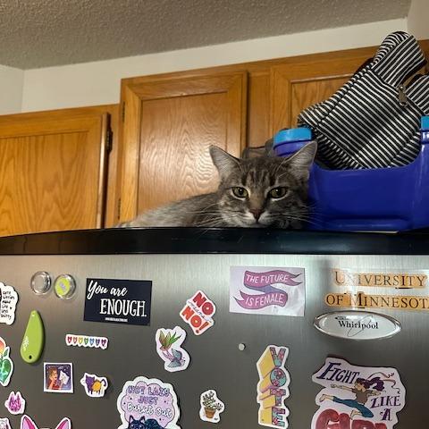 Dina, Adoptable, Adult Female Domestic Short Hair.