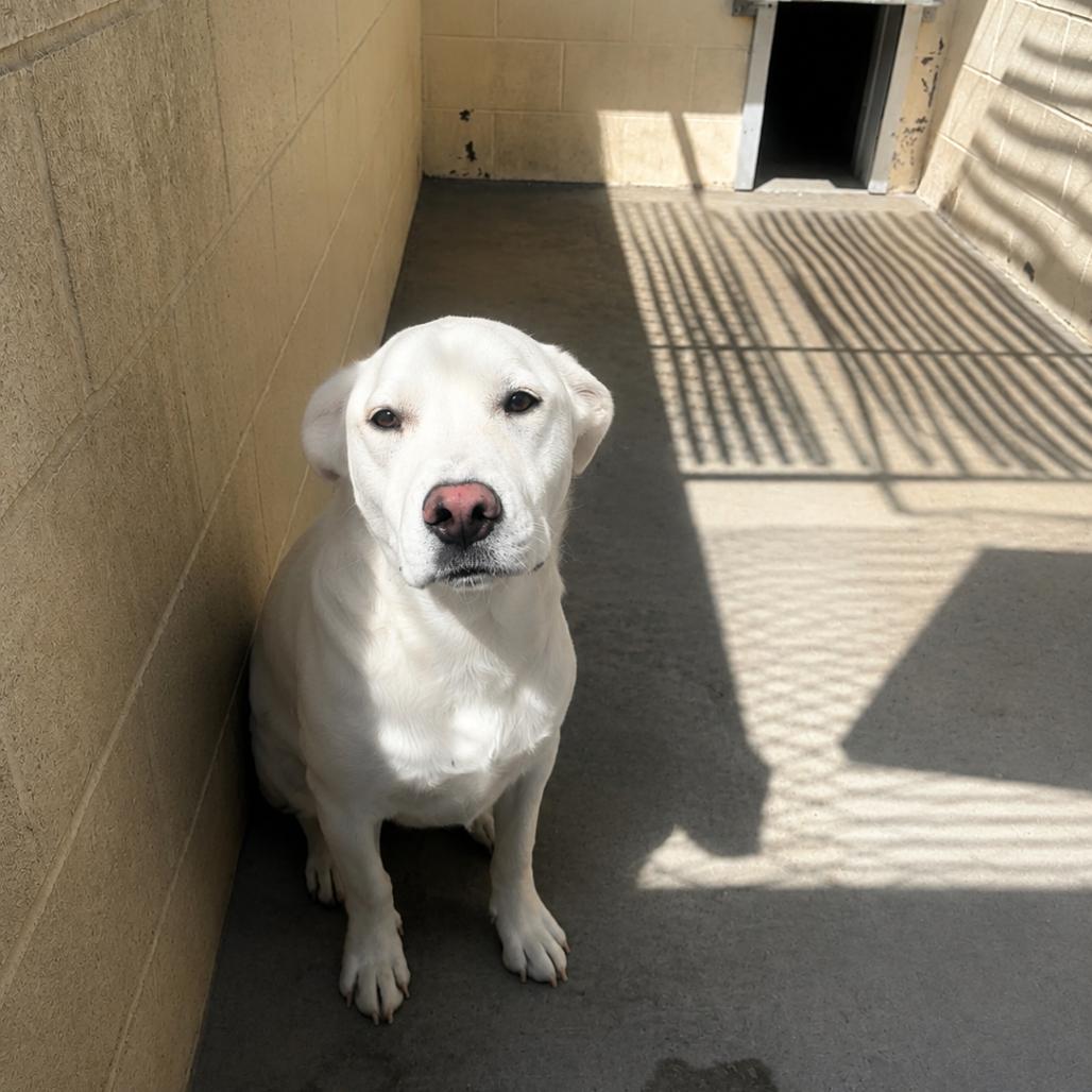 Phil, Adoptable, Adult Male Yellow Labrador Retriever.