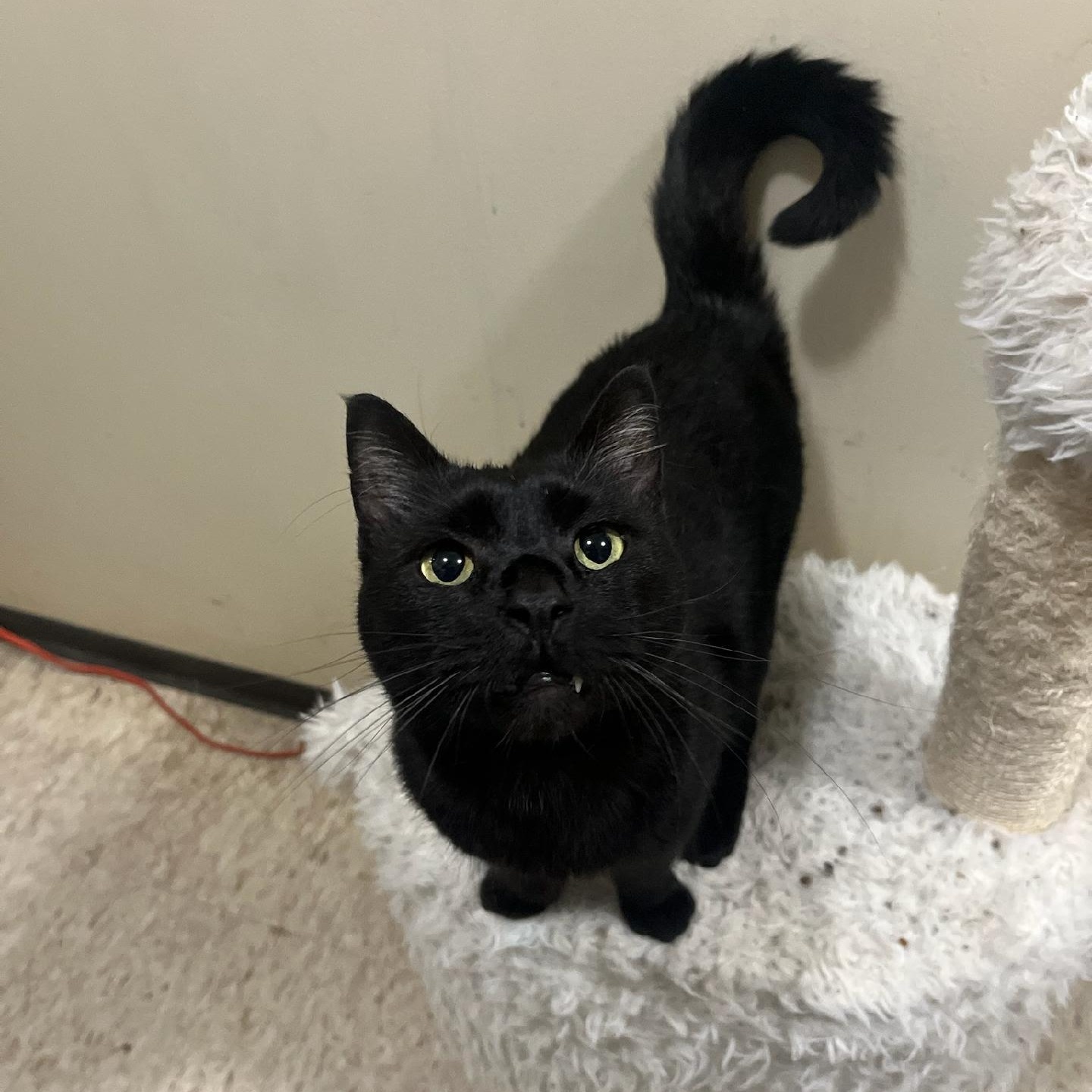 Olive, a other Domestic Short Hair in Storm Lake, IA image 2/2