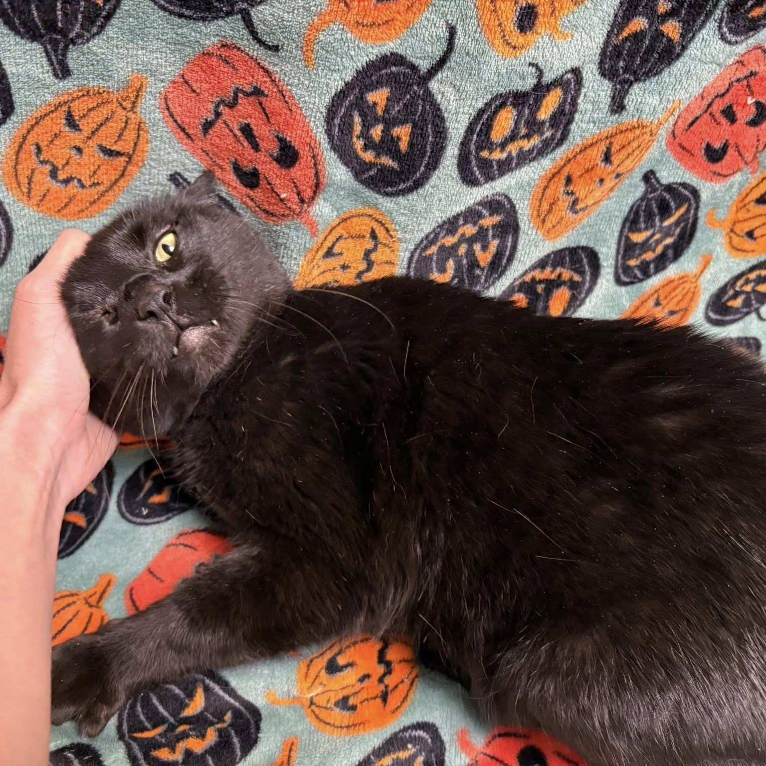 Olive, Adoptable, Adult Male Domestic Short Hair.