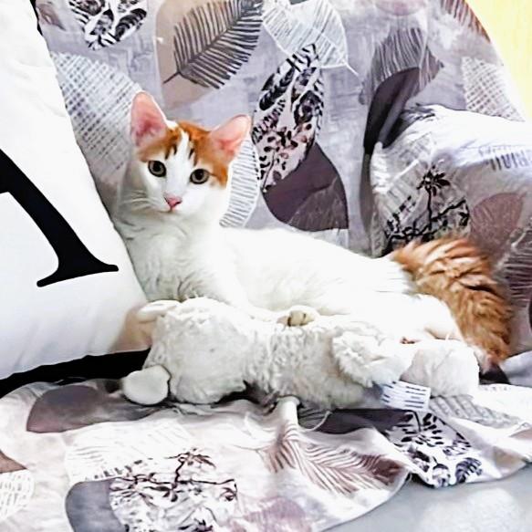Enlarge Su-Purr SUGAR Candy Girl, a Adopted Turkish Van in Mississauga, ON image 5/6