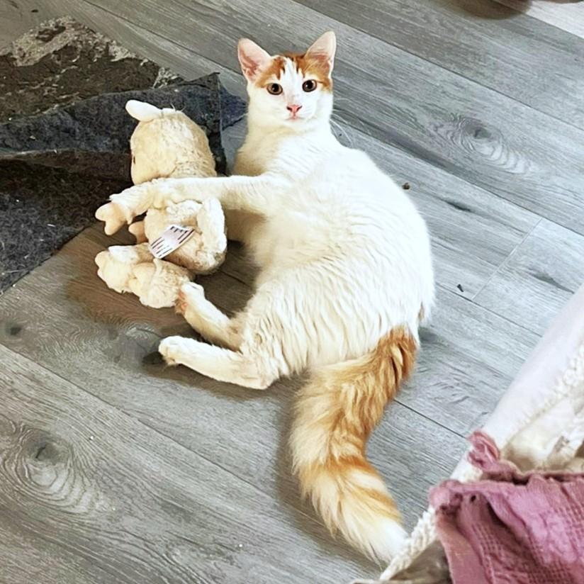 Enlarge Su-Purr SUGAR Candy Girl, a Adopted Turkish Van in Mississauga, ON image 1/6