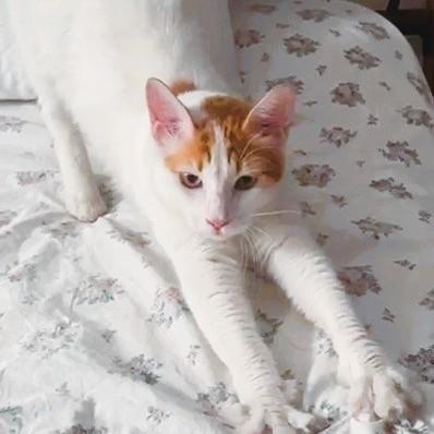 Enlarge Su-Purr SUGAR Candy Girl, a Adopted Turkish Van in Mississauga, ON image 6/6
