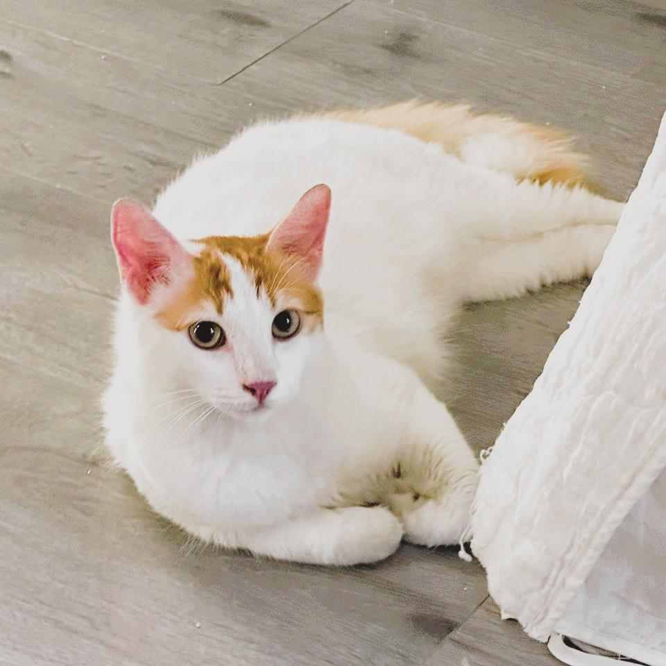 Enlarge Su-Purr SUGAR Candy Girl, a Adopted Turkish Van in Mississauga, ON image 4/6