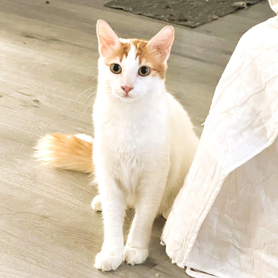 Enlarge Su-Purr SUGAR Candy Girl, a Adopted Turkish Van in Mississauga, ON image 3/6