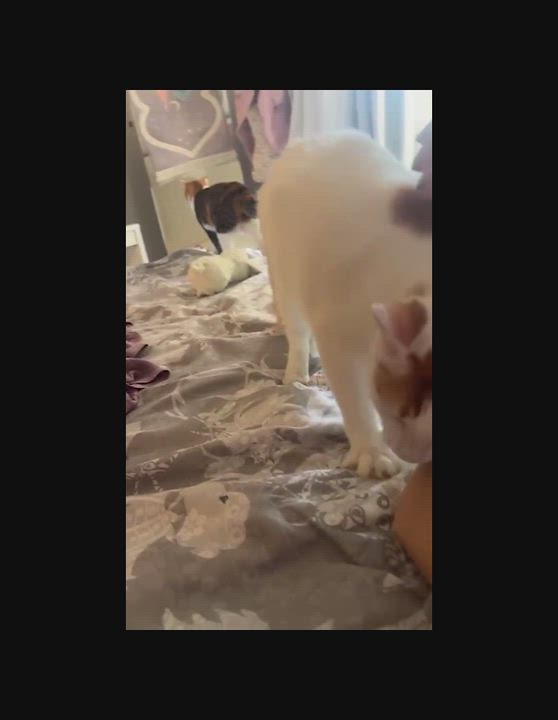 Enlarge Su-Purr SUGAR Candy Girl, a Adopted Turkish Van in Mississauga, ON video 2/6