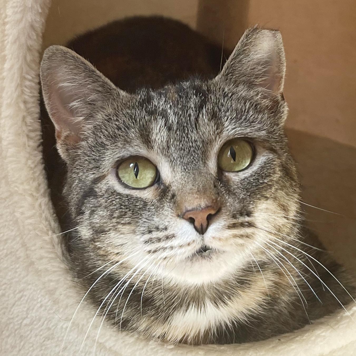 Tara, Young Female Torbie