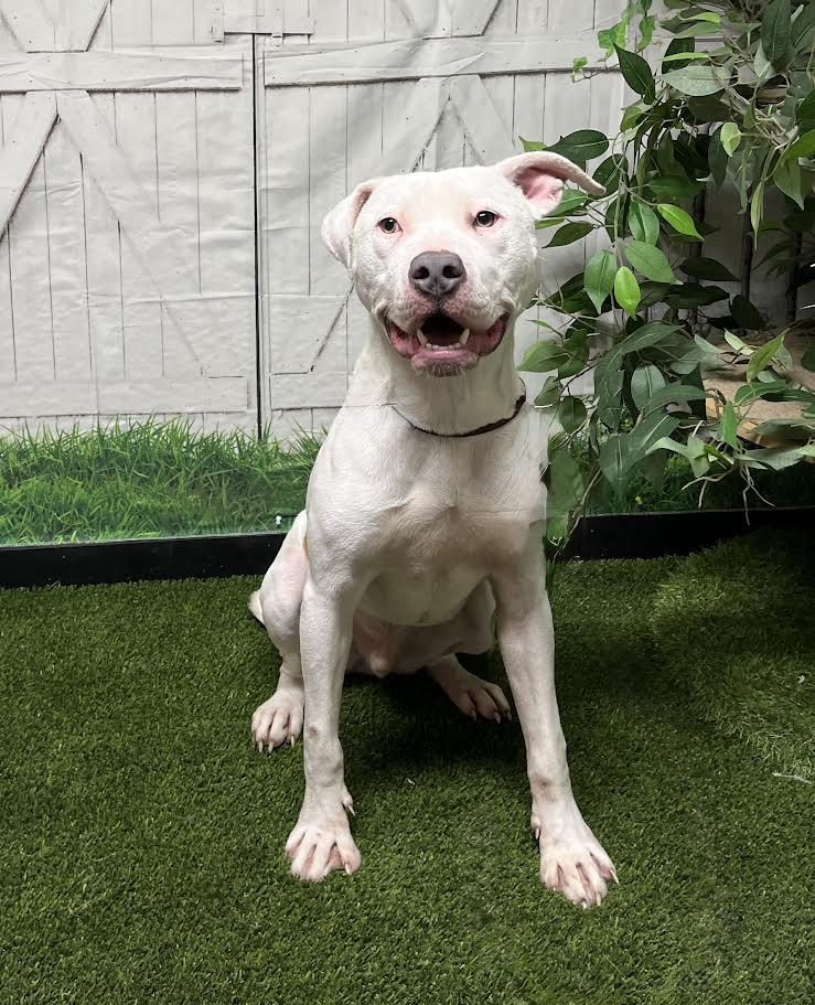 Enlarge Yuki, a ADOPTABLE Mixed Breed in El Reno, OK image 1/1