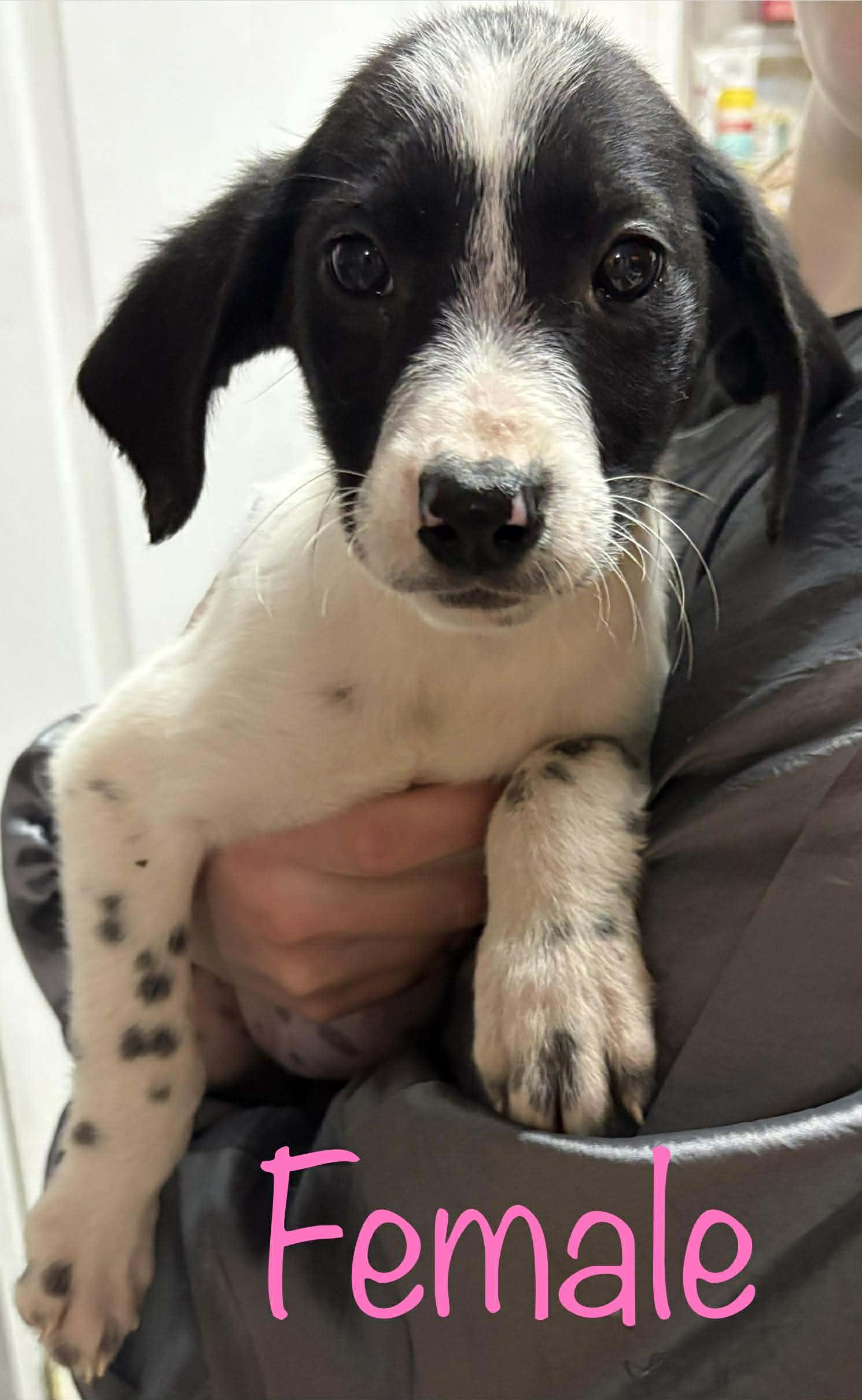 Kersey girls, ADOPTABLE, Puppy Female Bluetick Coonhound & Border Collie.