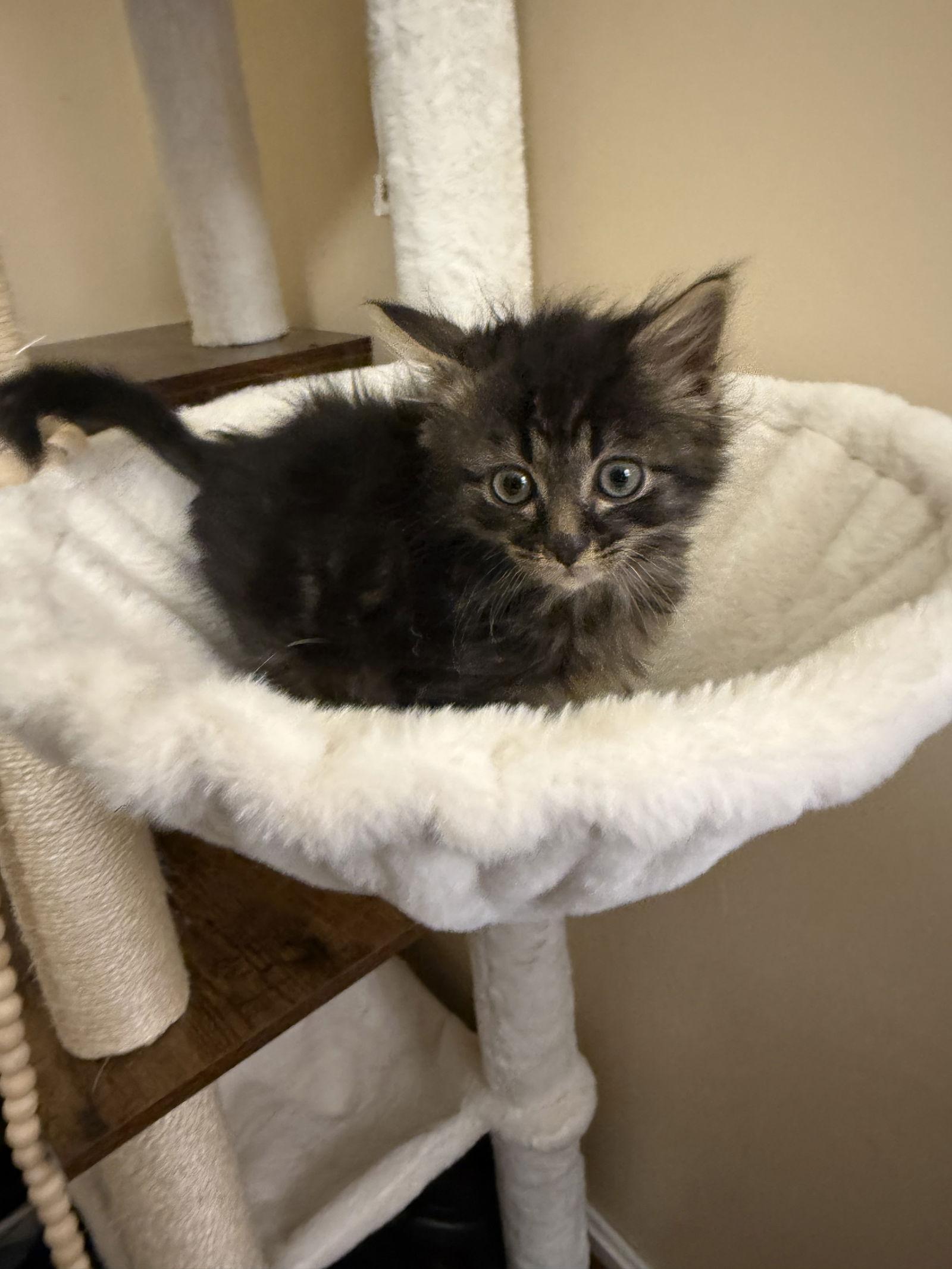 Morgan (foster kitten), Adopted, Kitten Male Domestic Long Hair.