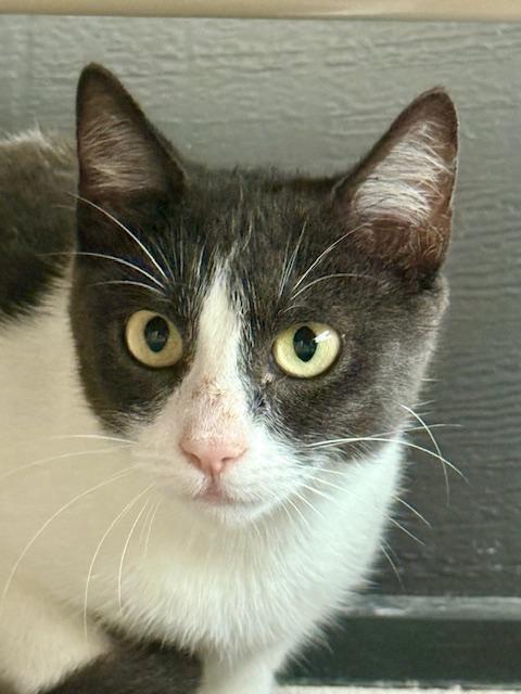 Girly, Adoptable, Young Female Domestic Short Hair.