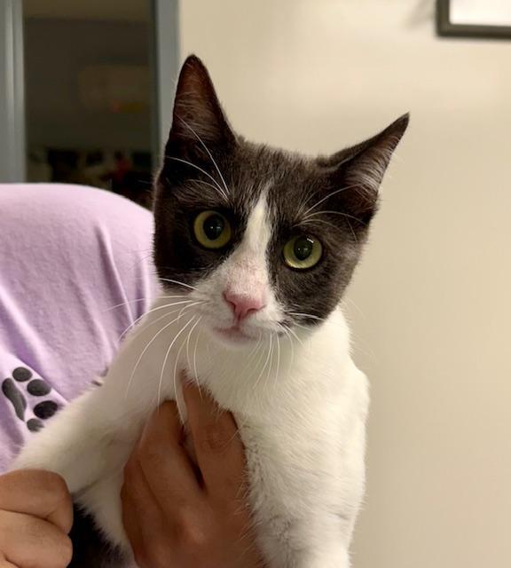 Girly, a Adoptable Domestic Short Hair in Winter Haven, FL image 2/4