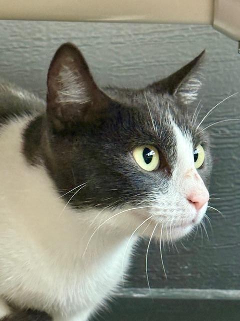 Girly, a Adoptable Domestic Short Hair in Winter Haven, FL image 3/4