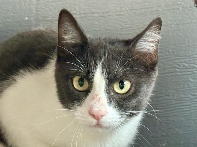 Girly, a Adoptable Domestic Short Hair in Winter Haven, FL image 4/4