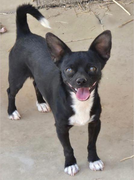 Enlarge Socks, a Adoptable mixed breed in Tucson, AZ image 1/1