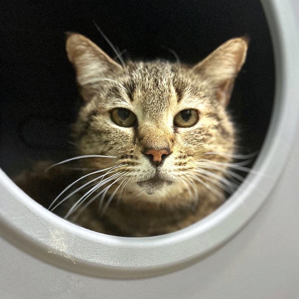 Vivianne, Adoptable, Senior Female Domestic Short Hair.