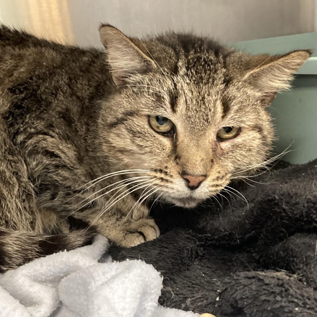 Vivianne, Adoptable, Senior Female Domestic Short Hair.