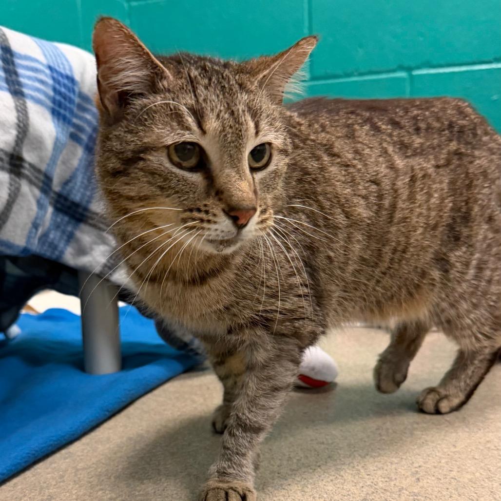 Vivianne, a Adoptable Domestic Short Hair in Fredericksburg, VA image 2/6