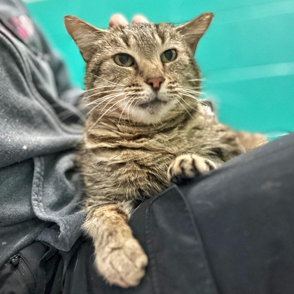 Vivianne, Adoptable, Senior Female Domestic Short Hair.