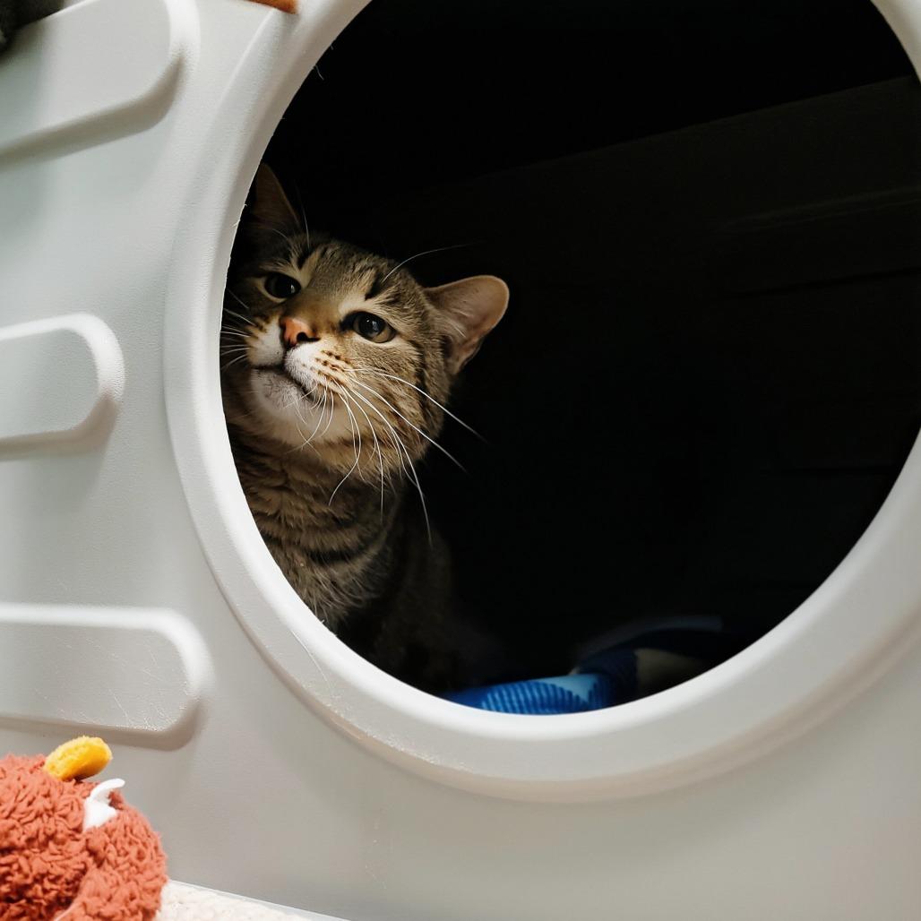 Vivianne, a Adoptable Domestic Short Hair in Fredericksburg, VA image 4/6