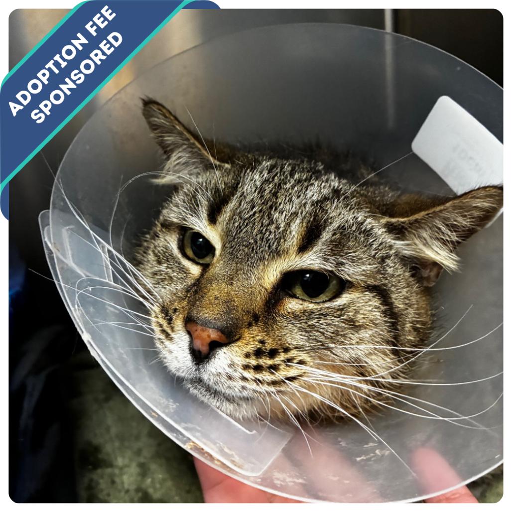 Vivianne, a Adoptable Domestic Short Hair in Fredericksburg, VA image 5/6