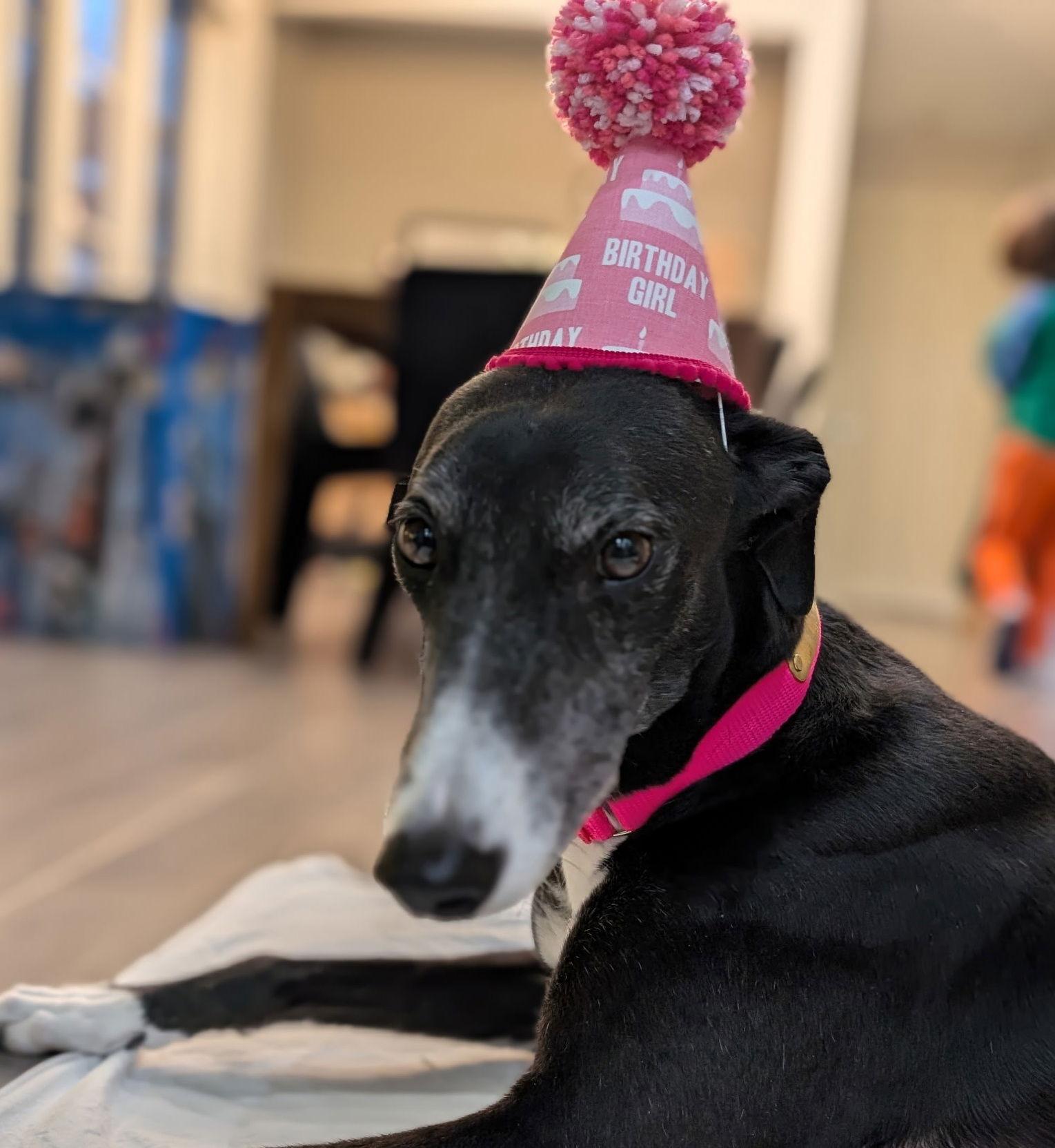 Lisbon, a Adoptable Greyhound in Kansas City, MO image 2/3