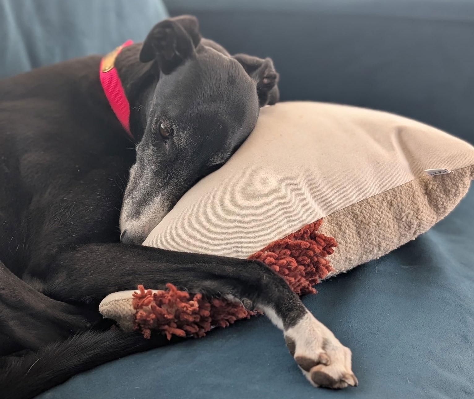 Lisbon, a Adoptable Greyhound in Kansas City, MO image 3/3