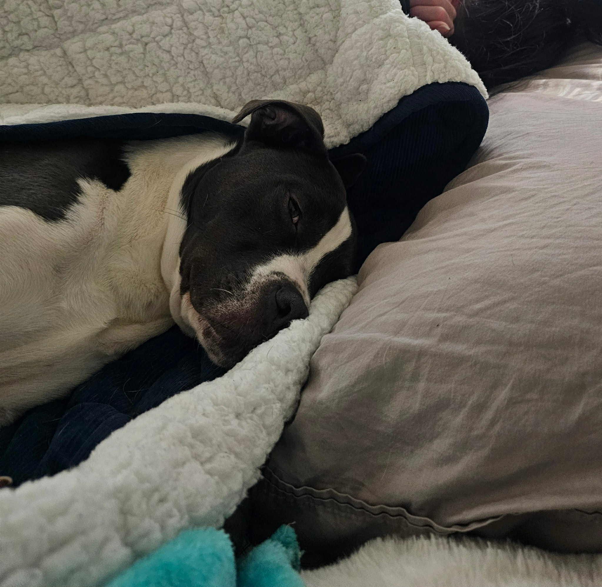 Enlarge Huck, a Adoptable mixed breed in mcminnville, OR image 3/4