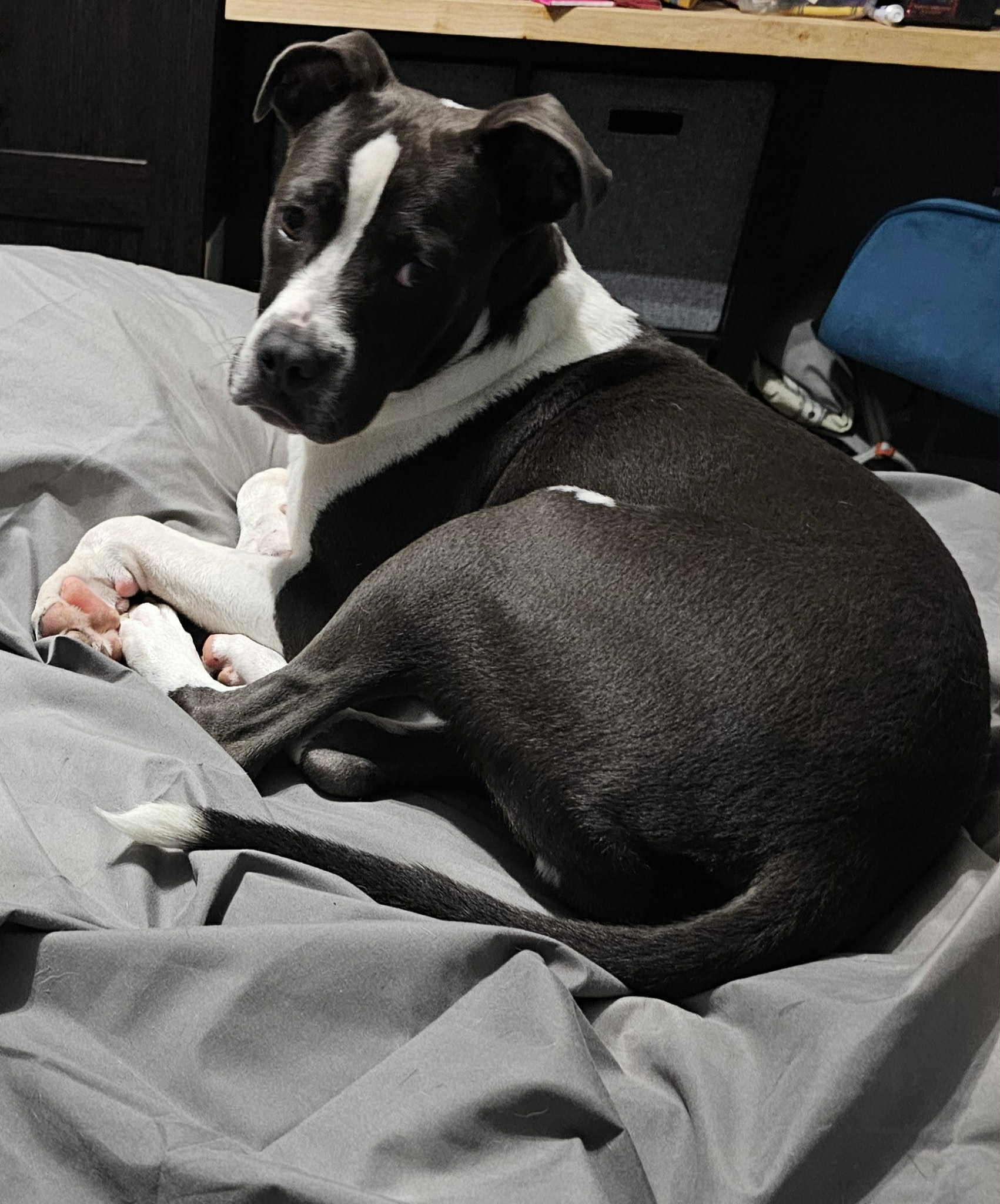 Enlarge Huck, a Adoptable mixed breed in mcminnville, OR image 2/4