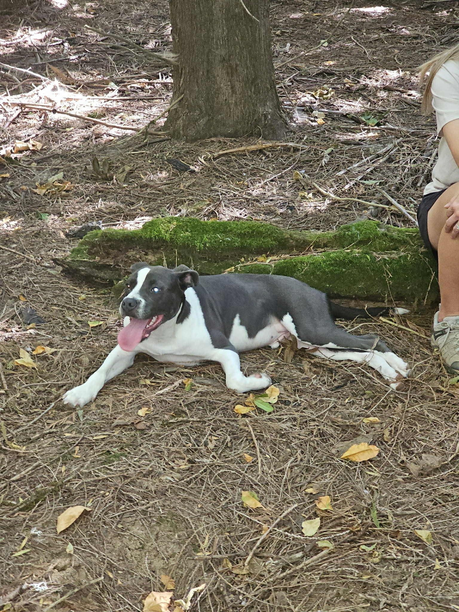 Enlarge Huck, a Adoptable mixed breed in mcminnville, OR image 4/4