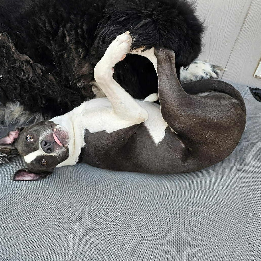 Huck, Adoptable, Young Male Pit Bull Terrier.